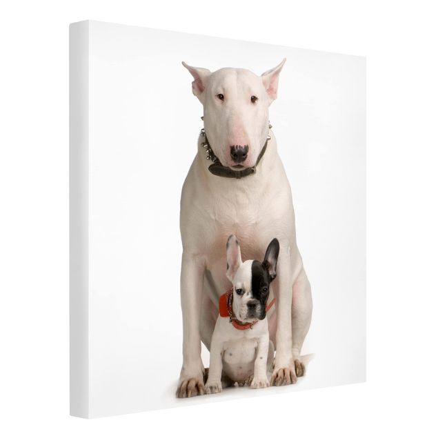 Telas decorativas animais Bull Terrier and Friend
