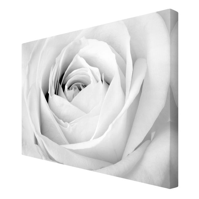 Quadros preto e branco Close Up Rose