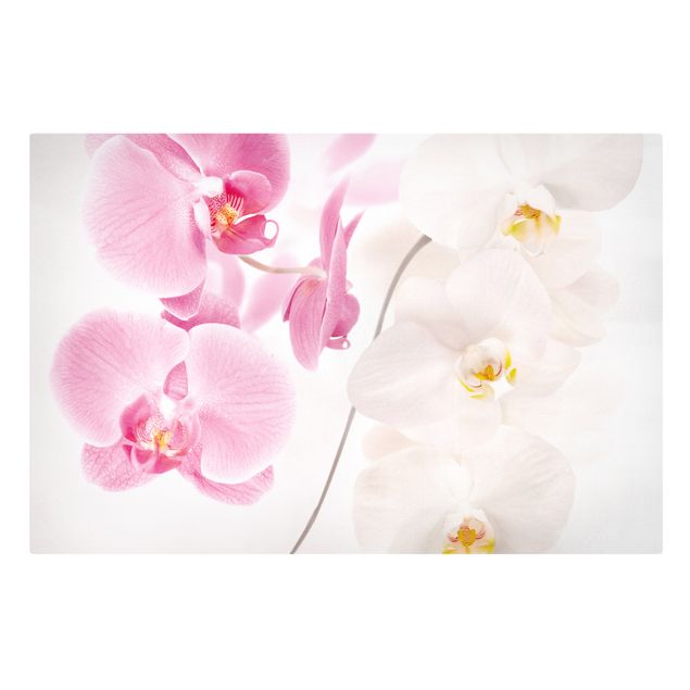 Telas decorativas flores Delicate Orchids