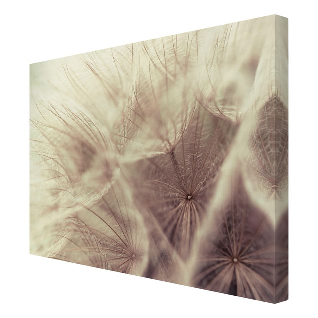 quadros de flores Detailed Dandelion Macro Shot With Vintage Blur Effect