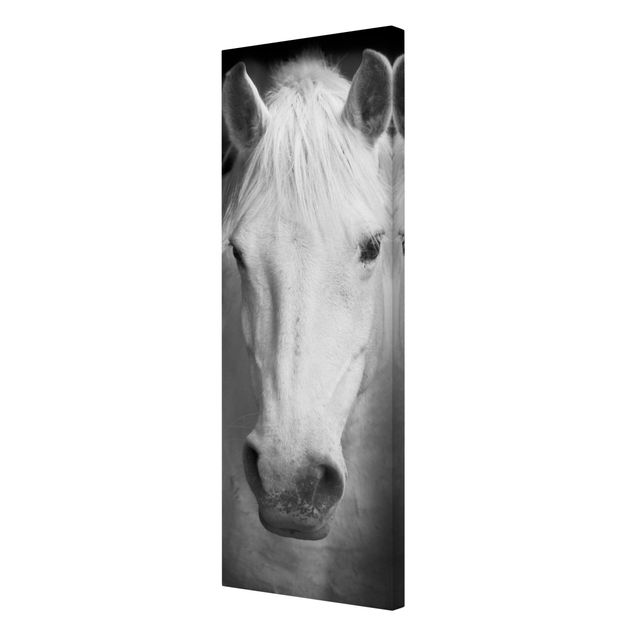 quadro animal Dream Of A Horse