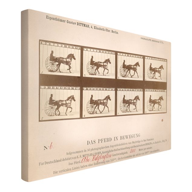 Quadros por movimento artístico Eadweard Muybridge - The horse in Motion