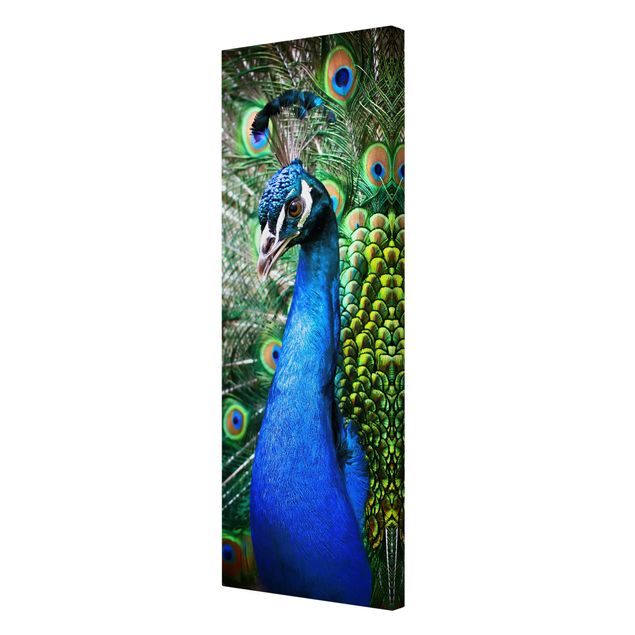 quadros azuis Noble Peacock