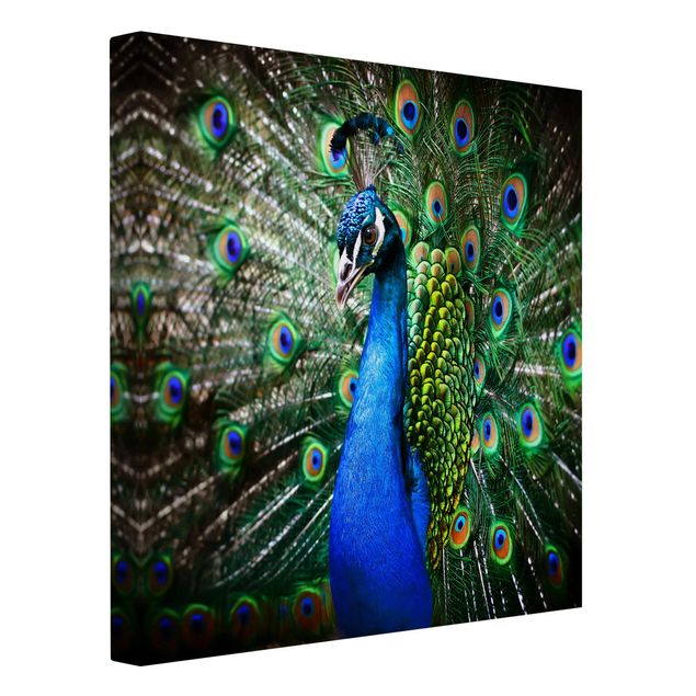 Telas decorativas animais Noble Peacock