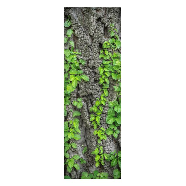 Quadros florais Ivy Tendrils Tree Bark