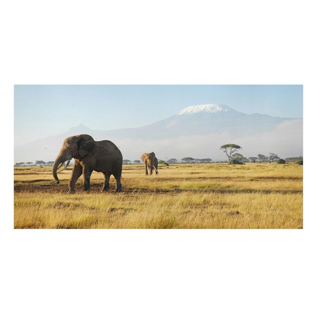 Telas decorativas montanhas Elephants In Front Of The Kilimanjaro In Kenya