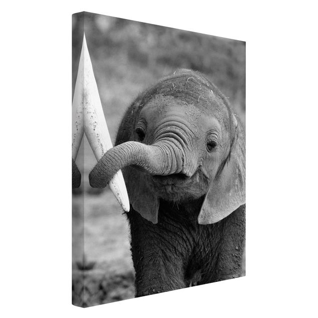 Telas decorativas em preto e branco Baby Elephant