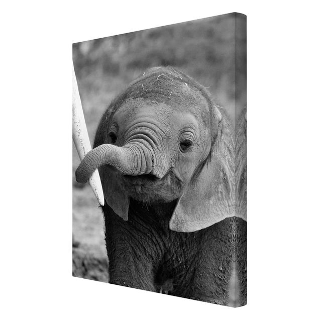 Quadros modernos Baby Elephant