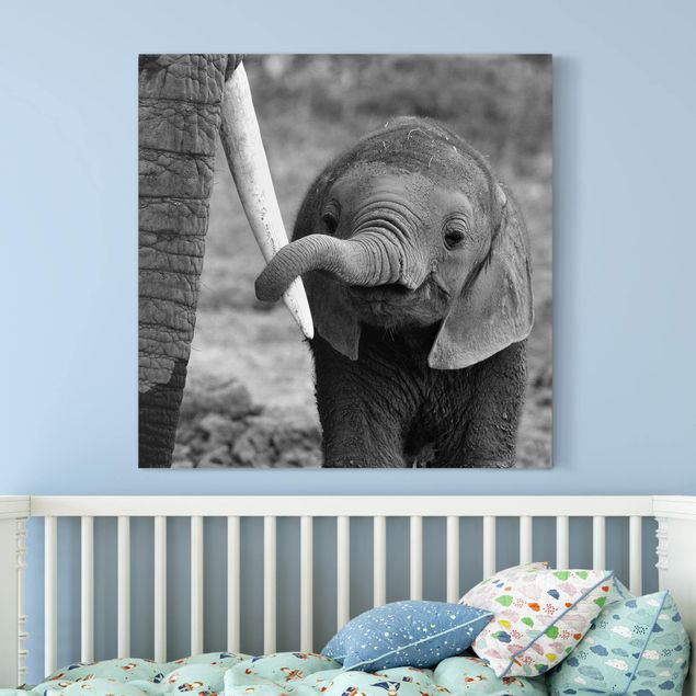 Telas decorativas elefantes Baby Elephant