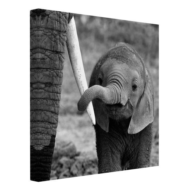 Telas decorativas em preto e branco Baby Elephant
