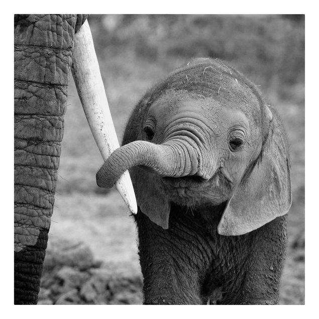 Telas decorativas animais Baby Elephant