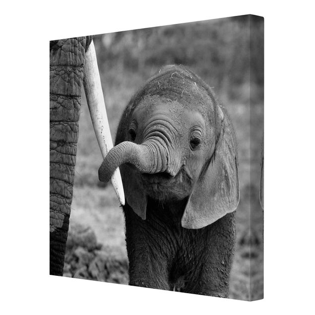 Quadros modernos Baby Elephant