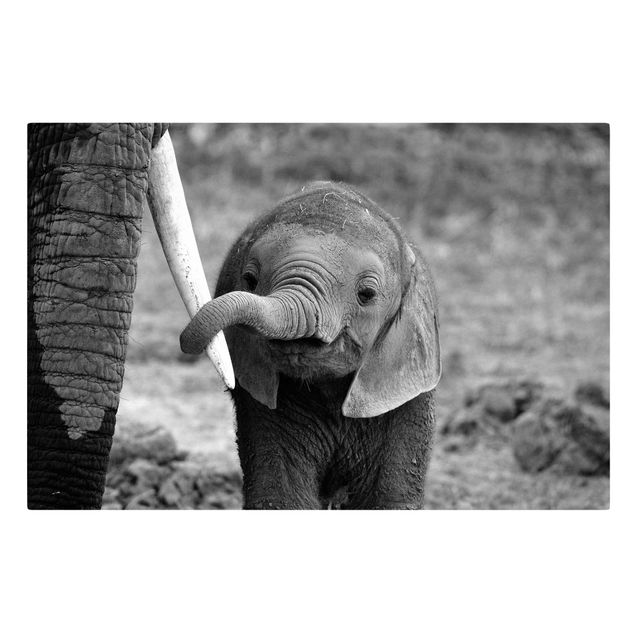 Telas decorativas animais Baby Elephant