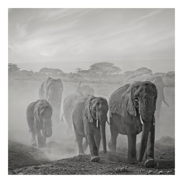 Telas decorativas em preto e branco Herd Of Elephants