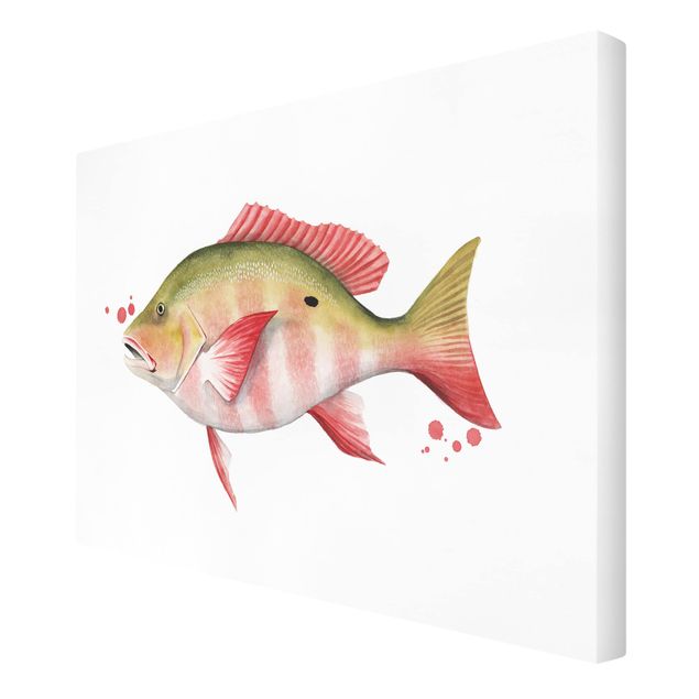 quadro animal Color Catch - Northern Red Snapper