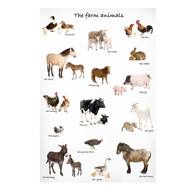 Quadros animais Farm Animals