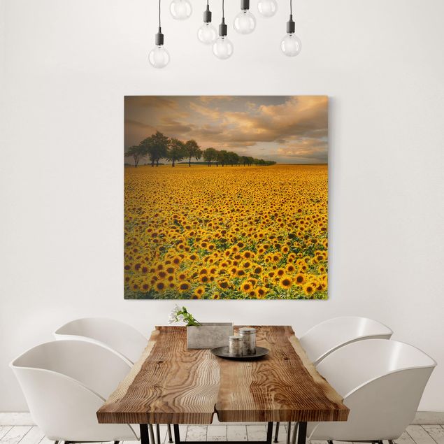 Telas decorativas girassóis Field With Sunflowers