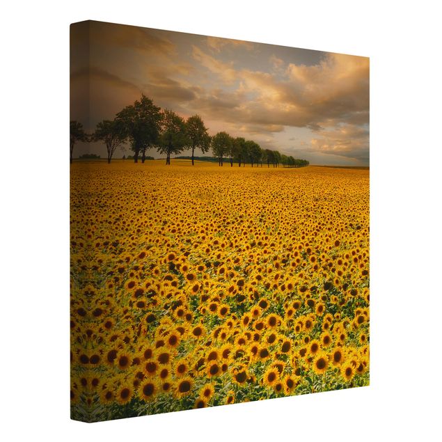 quadros de paisagens Field With Sunflowers