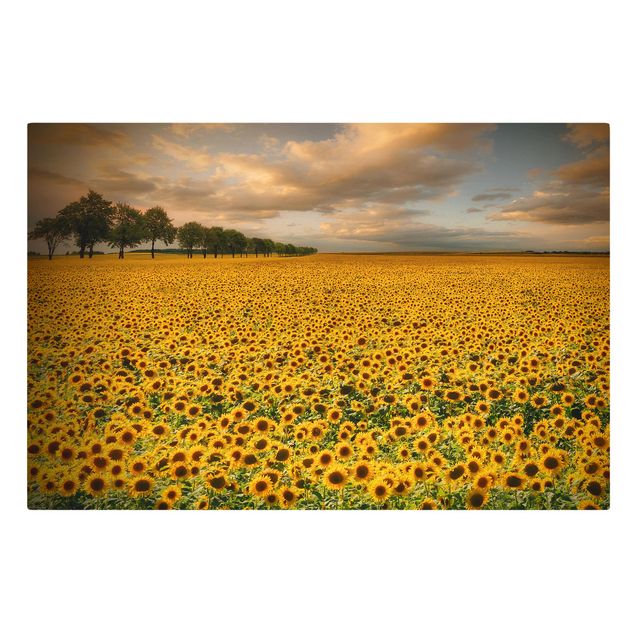 Telas decorativas flores Field With Sunflowers
