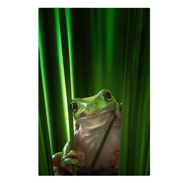 quadro animal Merry Frog