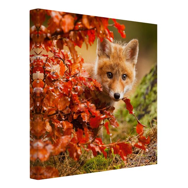 Telas decorativas paisagens Fox In Autumn