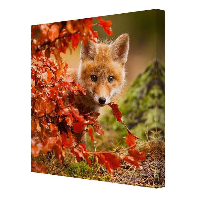 Telas decorativas animais Fox In Autumn