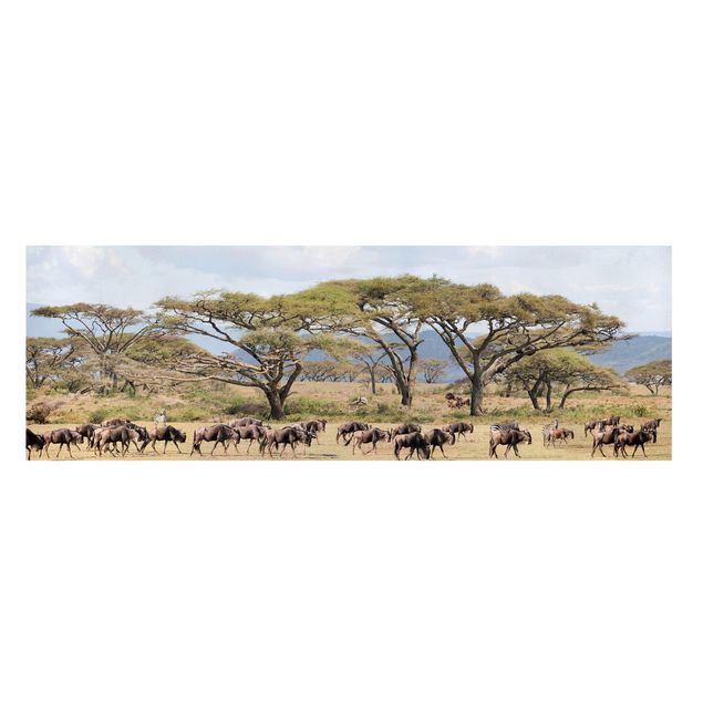 Telas decorativas paisagens Herd Of Wildebeest In The Savannah
