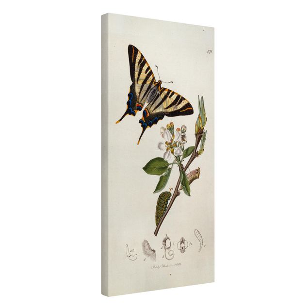 Telas decorativas flores John Curtis - A Scarce Swallow-Tail Butterfly