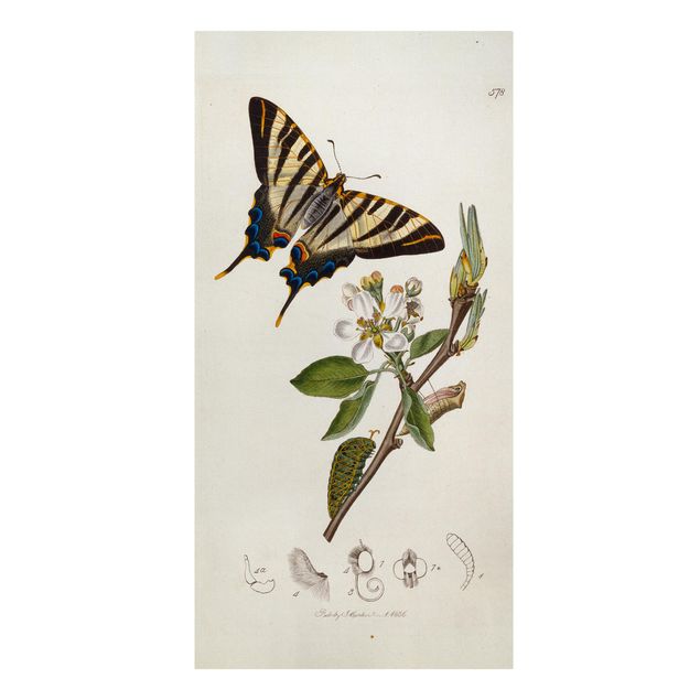Quadros florais John Curtis - A Scarce Swallow-Tail Butterfly