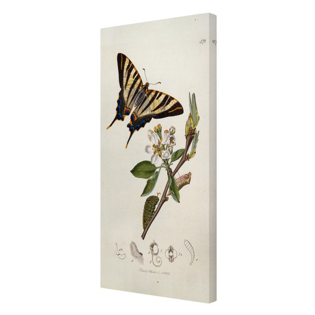 quadros de flores John Curtis - A Scarce Swallow-Tail Butterfly