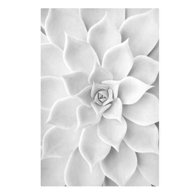quadros preto e branco para decoração Cactus Succulent