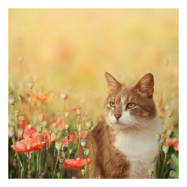 quadro de gato Cat In A Field Of Poppies