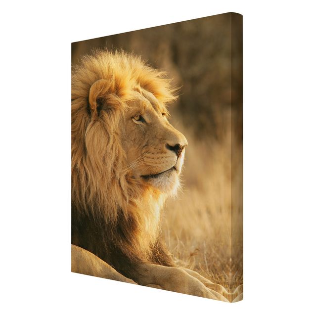 Quadros África King Lion