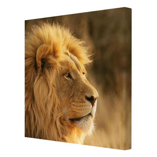 Quadros África King Lion