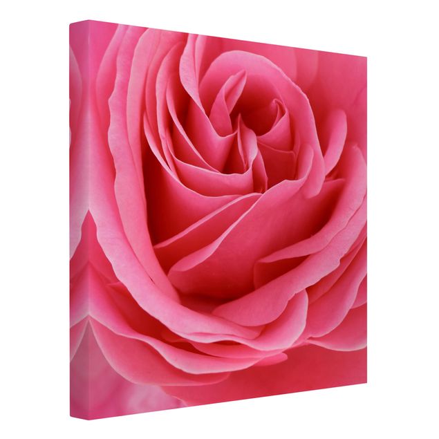 Quadros florais Lustful Pink Rose