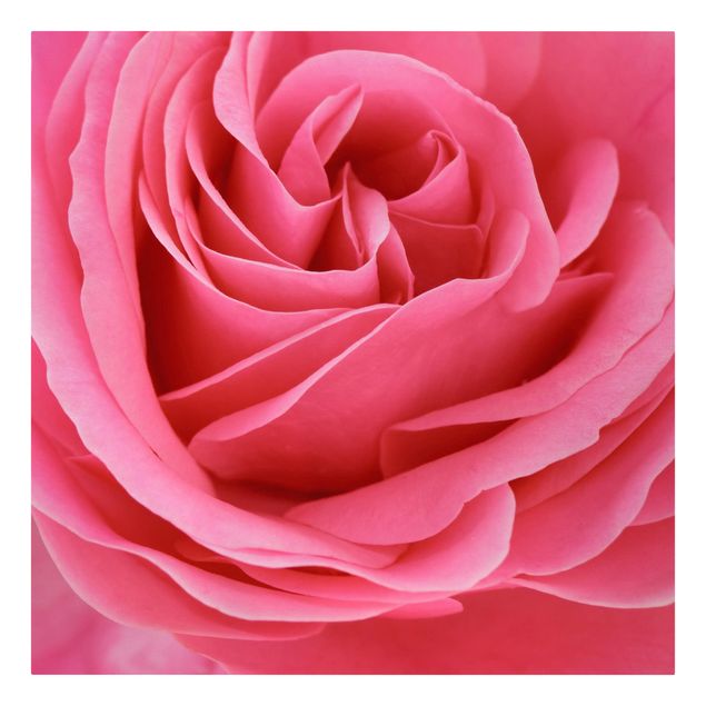 quadros flores Lustful Pink Rose