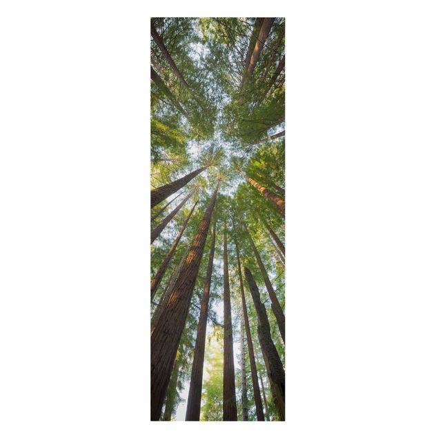 Telas decorativas paisagens Sequoia Tree Tops