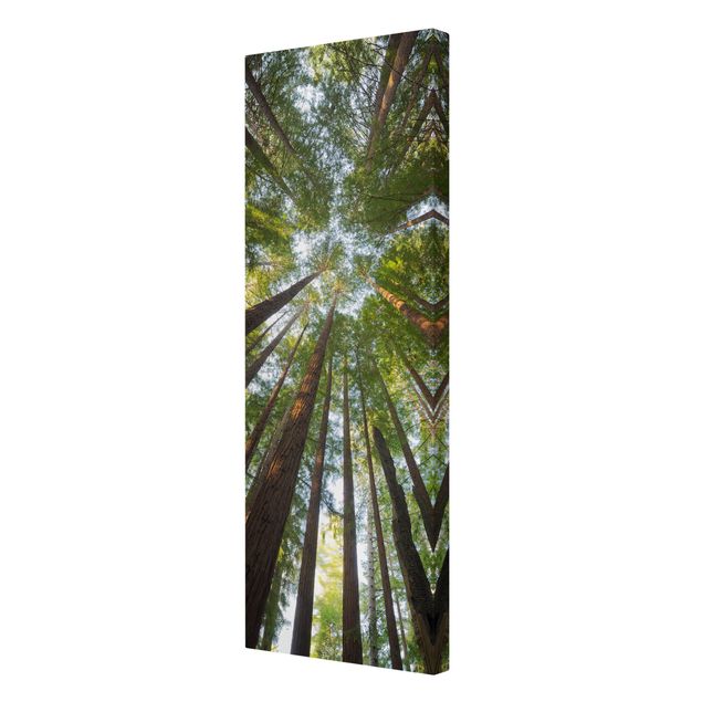 Telas decorativas florestas Sequoia Tree Tops