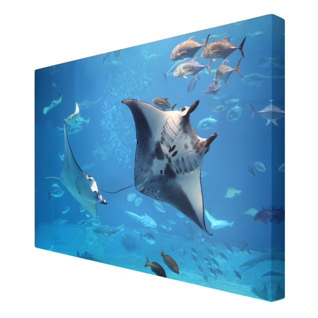 quadro decorativo mar Manta Ray