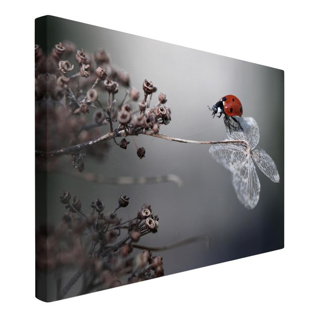 quadro com flores Ladybird On Hydrangea