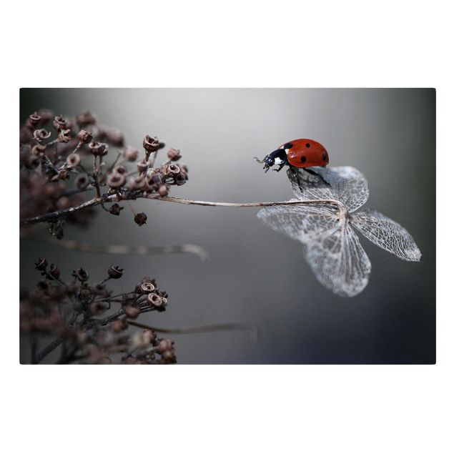 Quadros vermelhos Ladybird On Hydrangea