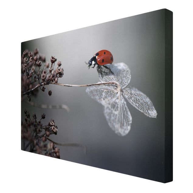 Quadros decorativos Ladybird On Hydrangea
