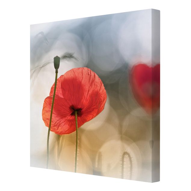 quadro com flores Poppies In The Morning