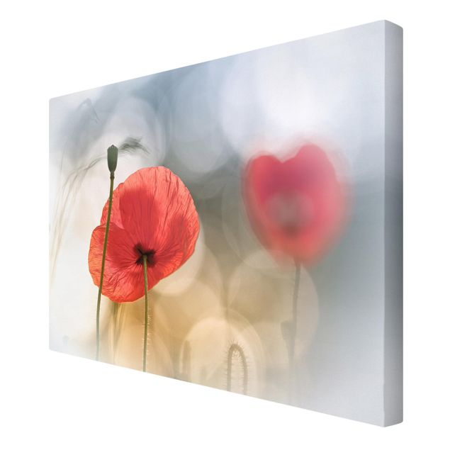 quadro com flores Poppies In The Morning