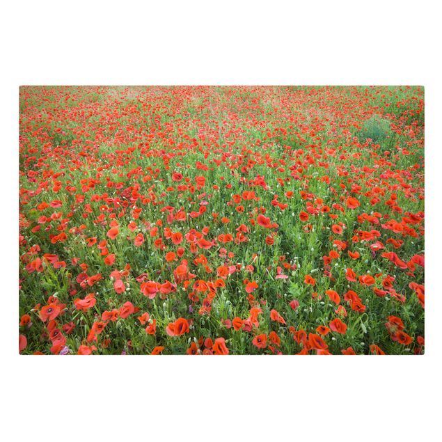 Quadros florais Poppy Field