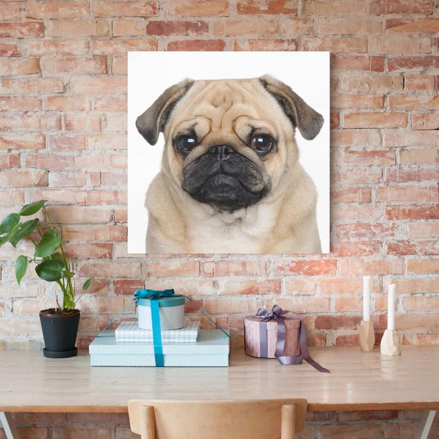 Telas decorativas cães Pug Portrait