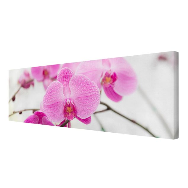 quadro com flores Close-Up Orchid