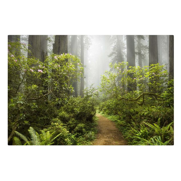 Telas decorativas florestas Misty Forest Path