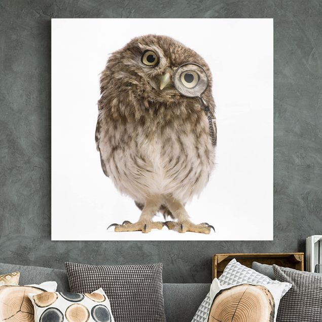 decoraçoes cozinha Curious Owl