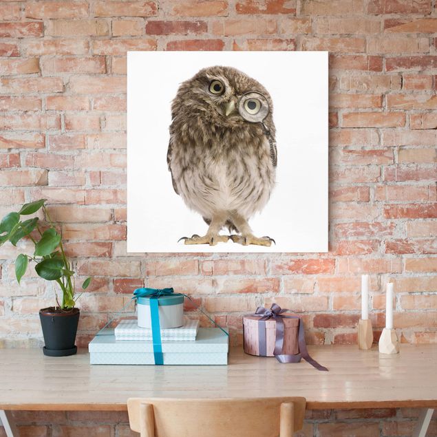Telas decorativas aves Curious Owl